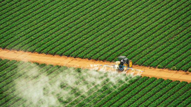 Best Local Pest Control Services  in Tama, IA