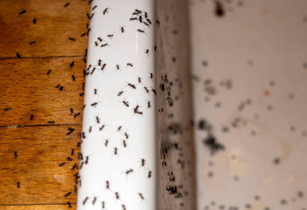 Best Wasp Removal Services  in Tama, IA